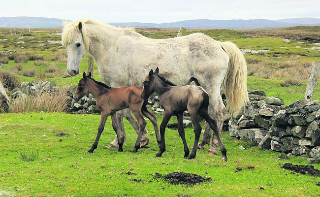 Mare (20) foaled a healthy set of twins without any assistance