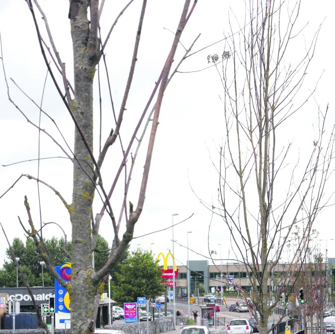 Trees dead on €16.5m Galway road project