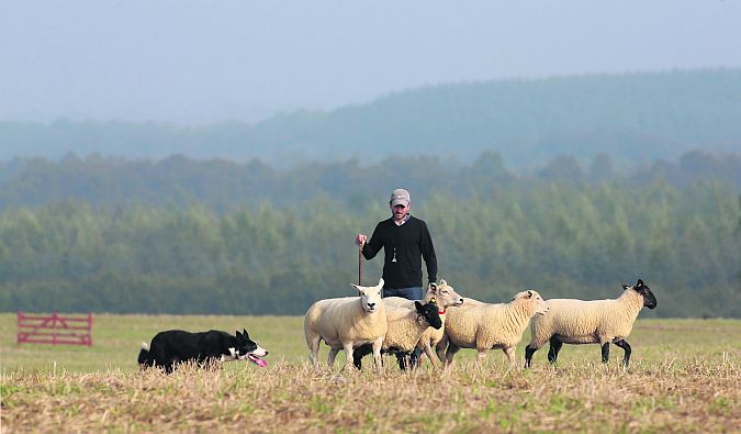 Human, canine and ovine interact against a backdrop of grassland and trees at the 2014 International Sheepdog Trials at Kilbegnet, Creggs, Co. Roscommon, last weekend. PHOTO: JOE O'SHAUGHNESSY.