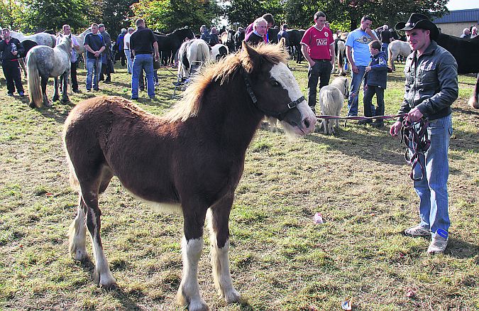 John Mannion, Killasolan, Caltra, showing his foal on the Fairgreen in Ballinasloe on Saturday. PHOTO: GERRY STRONGE.