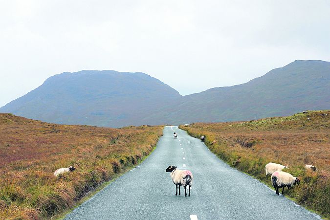 Sheep grazing at Lough Innagh Valley in Connemara. Photo: Joe O'Shaughnessy.