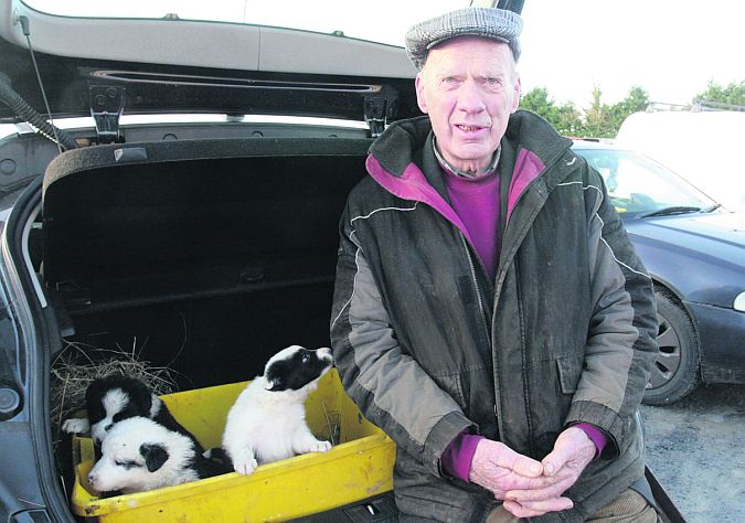 Gus Heavey from Newbridge with his seven-week-old purebred Border Collie pups for sale outside Mountbellew Mart on Friday last. PHOTO: DAVID WALSH.