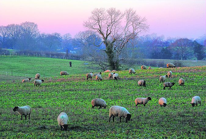 A time to count your sheep and return census forms . . . or you risk losing your EU payments.