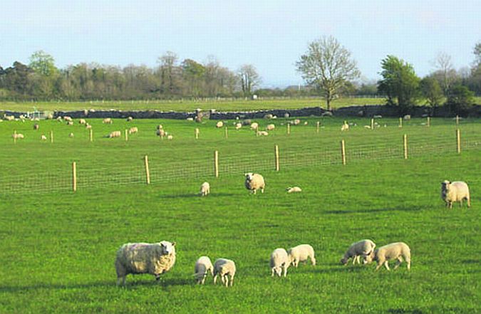 Teagasc Sheep Research Farm 'is safe'.