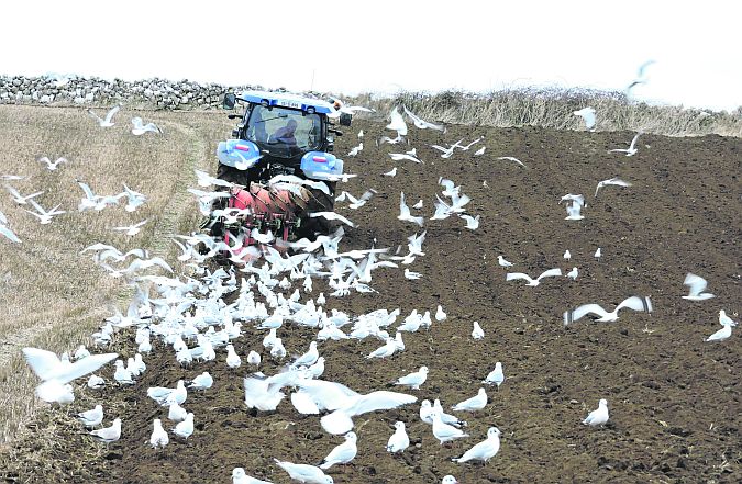 Spring is here . . . A flock of gulls enjoy the 'worm party' as a farmer ‘breaks the soil’ at Tawin Island, Maree, Oranmore, on the edge of the Atlantic Ocean. PHOTO: BERNIE DONOHUE.