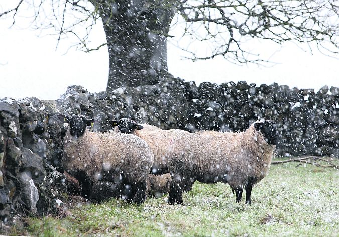 Sheep taking shelter during a snow shower on the Galway Road near Tuam at the weekend. Photo: Joe O'Shaughnessy.