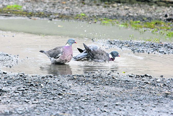 Wood pigeons having an early morning bath in a pothole puddle on the road near Athenry. Picture: Hany Marzouk