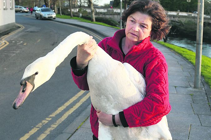 Sheila Gallagher taking the injured swan home. Photo: Joe O'Shaughnessy.