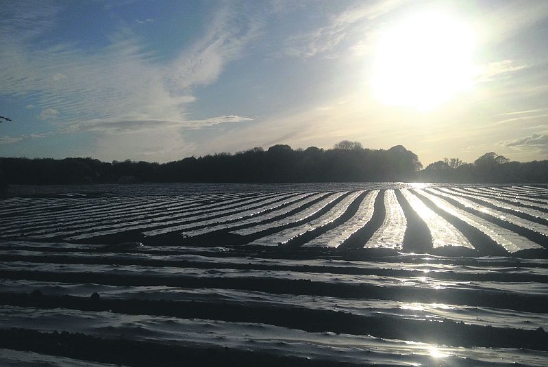 A spectacular shot last week as sunset approaches on a field of maize covered plastic at Kilcornan, Clarinbridge, taken by Bernie Donohue on her camera phone.