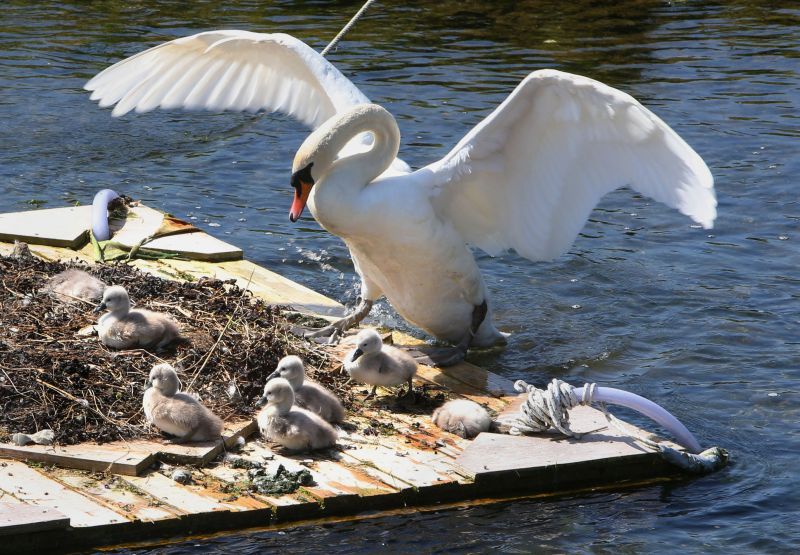 Swan and cygnets on the raft at Oranmore. Photos: Joe O'Shaughnessy.