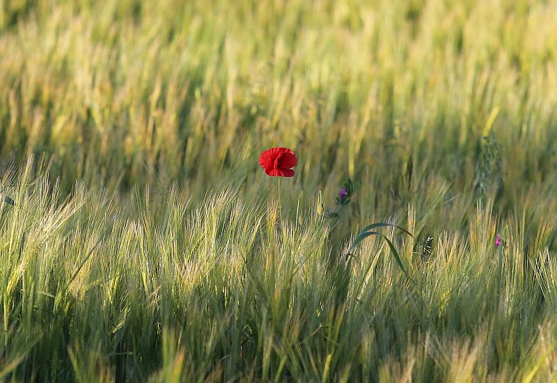 Alone in a field of barley . . . a summer image captured through the lens of HANY MARZOUK, as a lone poppy proudly rises above the ears of corn on a farm near Kinvara.