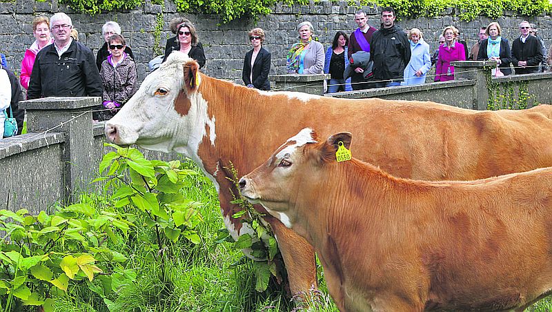 A 'smashing' Simmental cow and calf getting into the spirit of the Corpus Christi feast as the procession passes through the Poor Clares' convent grounds at Nun's Island, Galway city. PHOTO: JOE O'SHAUGHNESSY.