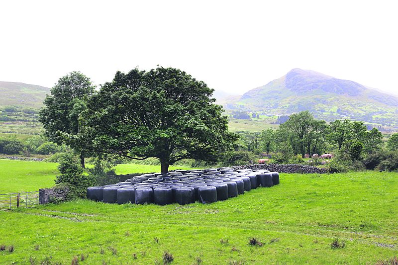 Like a hen minding the eggs, this majestic sycamore casts her leafy wings over the black bags of silage that will provide sustenance for the cattle during the coming winter near Maam in Connemara. PHOTO: JOE O'SHAUGHNESSY.