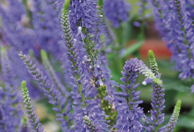 Veronica 'Ulster Blue Dwarf' loved for its intense violet blue flowers