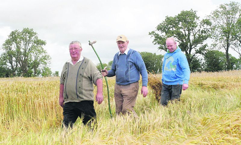 Tom Quigley, Jimmy Leahy and Jonathan Regan go back the years to cut the barley with the scythe in preparation for this Sunday's Mountbellew Vintage Festival. PHOTOs: DAVID WALSH.
