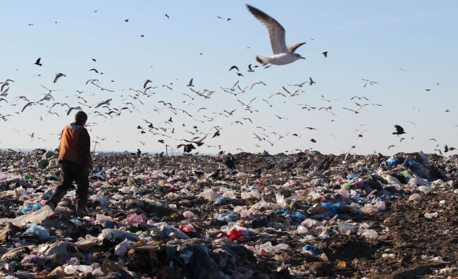 Gulls at a landfill site.