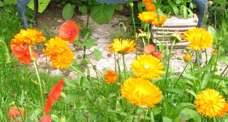 Inefficiency in making compost leads to an unexpected bonus of marigolds and poppies