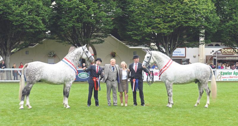 Champions all: Cappa Cassanova (on left), the Champion Irish Draught Stallion, shown by Seamus Sloyan and on right is the Reserve Champion, Cappa Aristocrat, shown by John Keane. In the centre are delighted owners, Jimmy and Edel Quinn of Cappa Stud.