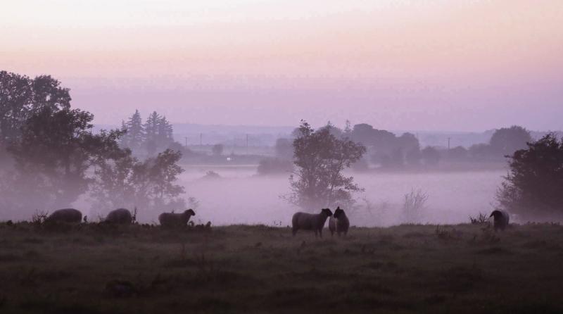 Shades of Autumn as an evening fog descends near Loughrea earlier this week. PHOTO: HANY MARZOUK.