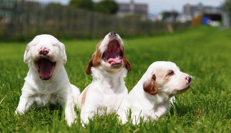 Red-and-white setter pups. This breed almost died out as Red Setters, also native to Ireland, grew in popularity and it still remains vulnerable. PHOTOS: COLIN WHITE.
