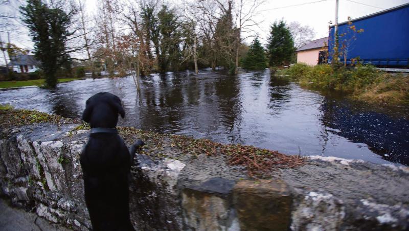 Black Labrador, Holly, throws an eye over the rising floodwaters in Craughwell on Monday evening. PHOTO: HANY MARZOUK.