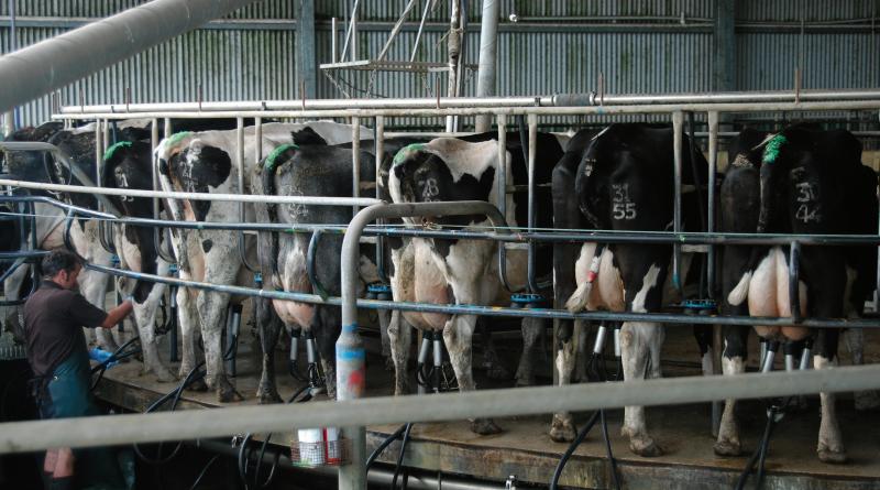 Treatment breakthrough on mastitis problem.