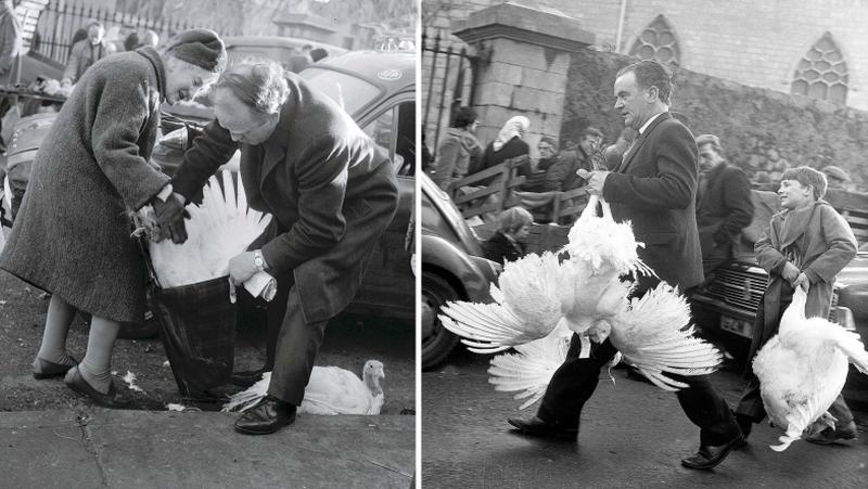 Before the days of pre-packaged supermarket turkeys, it was still customary to buy a live bird in Galway market and bring it home to kill a couple of days before Christmas. The manner of transport was varied as these pictures from December 1975 illustrate.