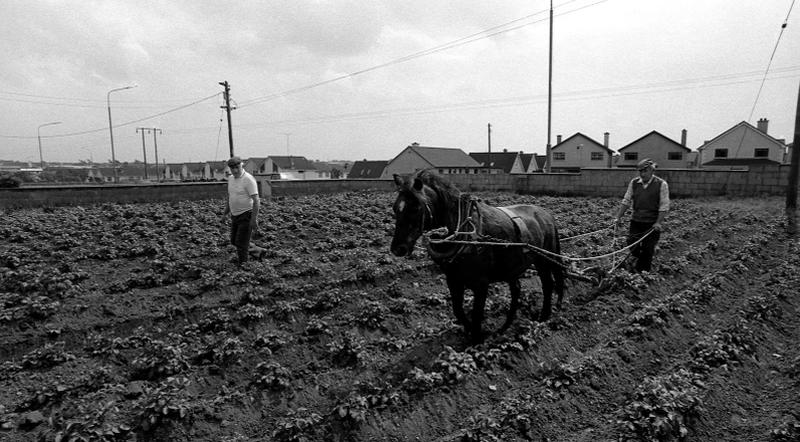 Our photo from 1990 shows the late Stephen Collins (left) and Tommy Francis 'moulding' the potatoes with Star the pony on Stephen's land at Terryland (close to the Menlo Pak Hotel), with Castlelawn Heights in the background. Today the field is occupied by two houses owned by the Collins family.