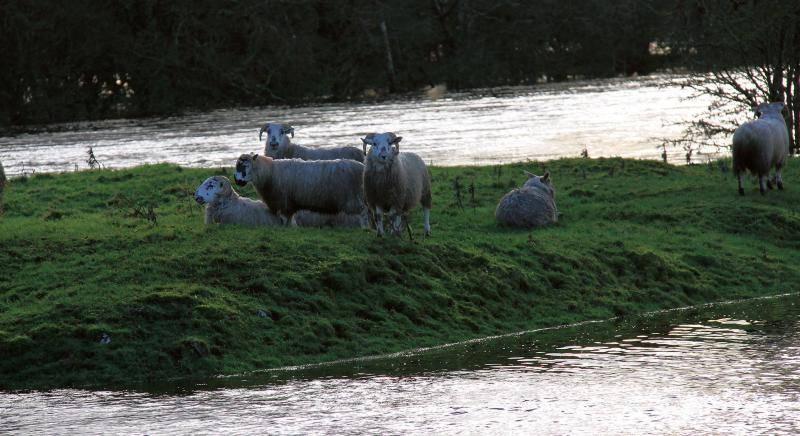 Sheep stranded beside the river at Ballygill, Ballinasloe during the floods over the weekend. PHOTO: GERRY STRONGE.