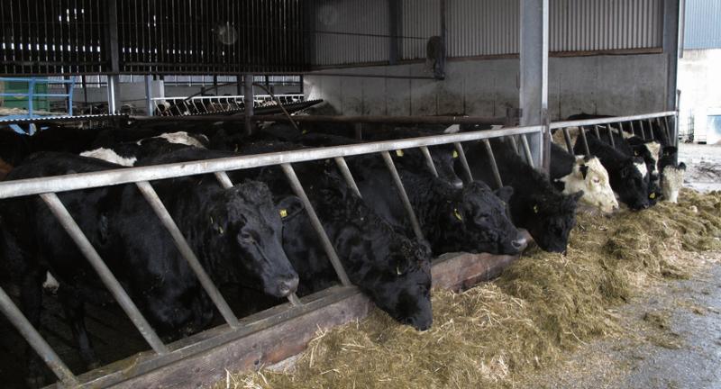 Animal thrive will be hugely dependent on the quality of silage being fed.