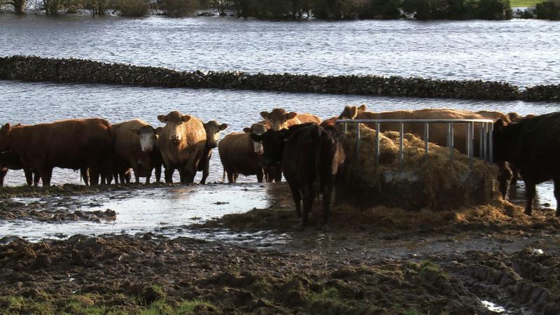 Depending on the big bale for sustenance: cattle near Gort with their winter grazing ground under water. PHOTO: HANY MARZOUK.