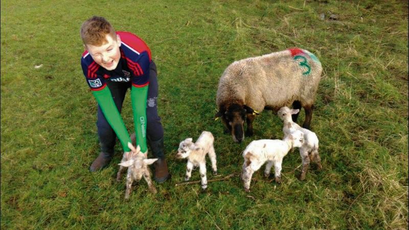 Thirteen-year-old Jason O'Reilly from Raford, Kiltulla, Athenry, got a surprise on the first day of his mid-term break, to find that his ewe, who had been scanned for three lambs, actually had four!