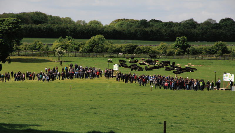 Day out on the farm in Newford, Athenry.