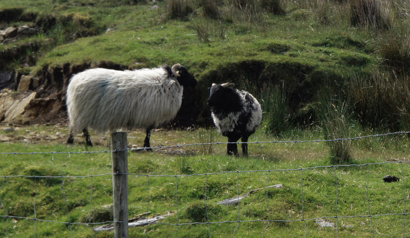 An Taisce trying to prevent farmers from erecting fences to stop livestock going on to public roadways in Connemara.