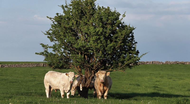 A bit of shade and a scratch for these three Charolais cattle pictured between Monivea and Athenry at the weekend during the peak of the good weather.