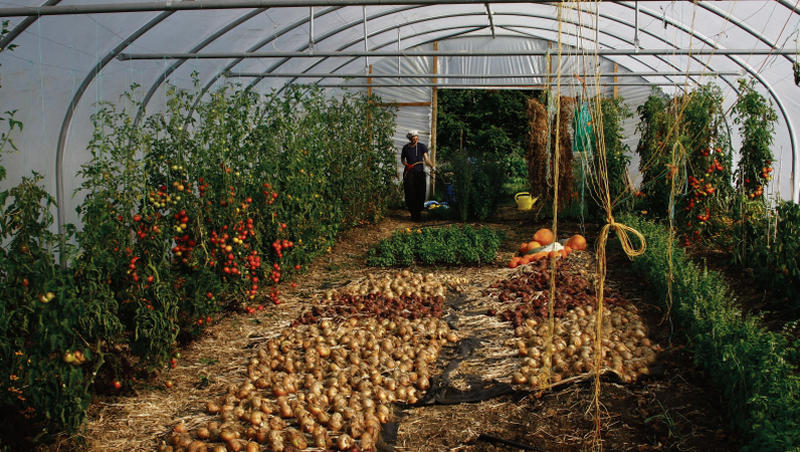 Emanuela Russo tending to the tomatoes in the polytunnel while early onions dry on the ground. Photo: Joe O'Shaughnessy.