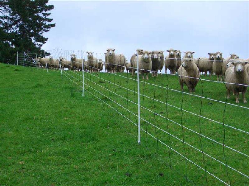 New TAMS grants will help sheep farmers to erect good quality fencing