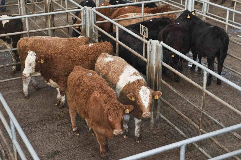 Prices for store cattle look promising for the autumn in Galway's marts