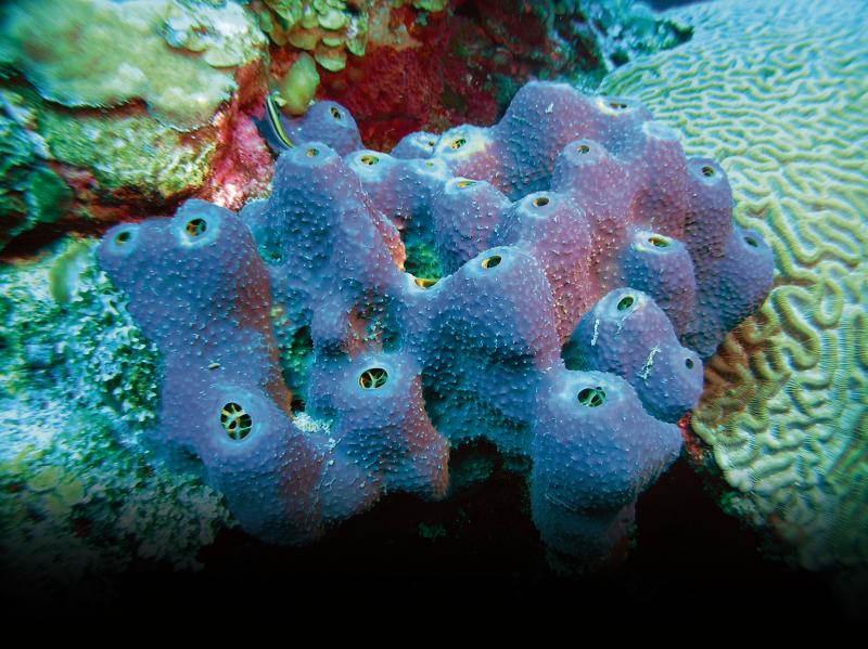 Researchers at NUI Galway are investigating the medical benefits that may be derived from sea sponges and other marine organisms