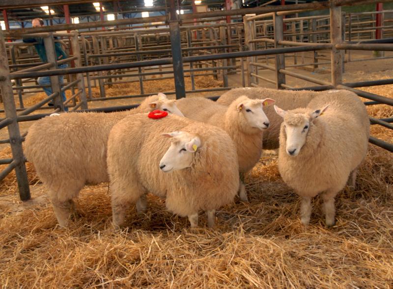 August is a vital month for the sheep sector