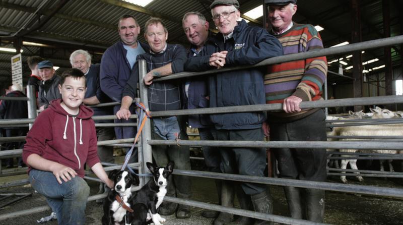 Eoin Loftus from Killascobe, Menlough had his two working Border Collie pups for sale much to the interest of the onlookers at Mountbellew Mart on Saturday. Photo: David Walsh.