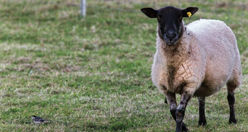 A captivating shot of nature from the fields of Athenry this week as hogget and Willie wagtail go about their daily business of foraging for food. PHOTO: JOE O'SHAUGHNESSY.