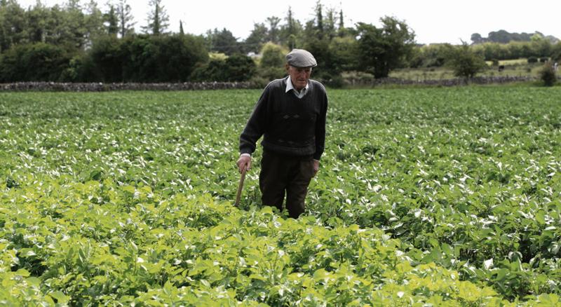 In love with the humble spud . . . the late Ger Mannion, Abbeyknockmoy, captures the grá Irish people have for their fields of potatoes in this photo taken by JOE O'SHAUGHNESSY in the Summer of 2009.