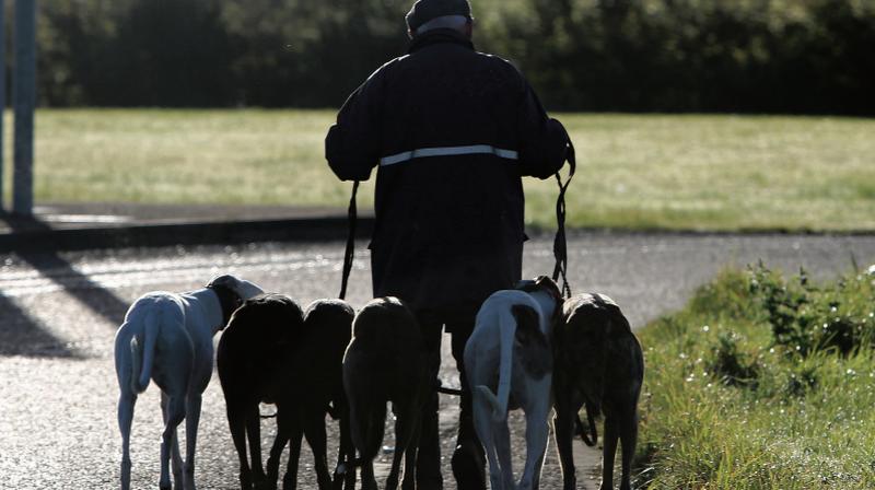 Ger Mahony walking his greyhounds in Loughrea during a pleasant spell of early morning autumnal sunshine. Photo: Hany Marzouk