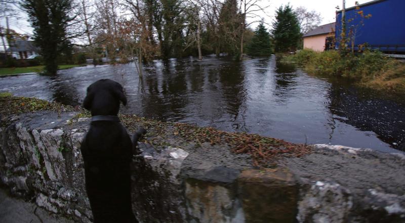 What a difference a year makes . . . Just over 12 months ago, the floods were making their way through towns and villages across South Galway as captured in this 'paws for thought' photo taken near Craughwell by HANY MARZOUK. A year on, it's a changed landscape.