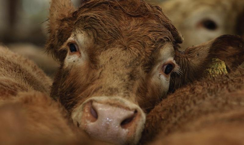 One of the many top class Limousins on offer at the Athenry Mart Show Day on Tuesday.