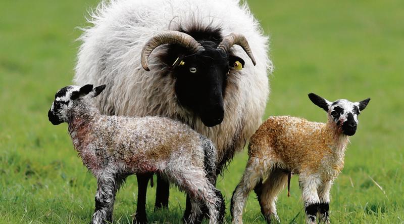 A Mayo Blackface ewe tends to her newly born lambs at a Athenry farm this week. EIREFOTO.