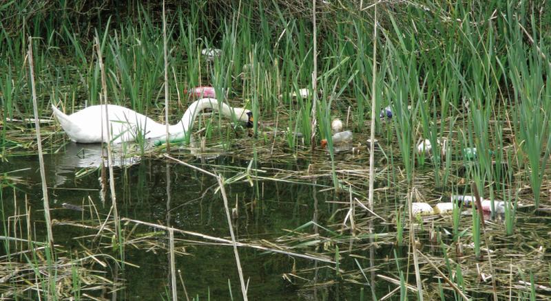 Pollution is a huge problem along our waterways, according to Phil James of the not-for-profit Galway Waterways Association. PHOTOS: PHIL JAMES.