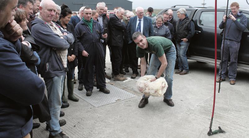IFA President Joe Healy demonstrates the art of rolling the fleece after shearing on the farm of Caillin Conneeley, Roundstone, at last week’s IFA Hill Farm Forum. PHOTO: ROY O'BRIEN.