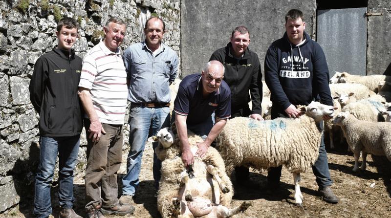 Kieran McDonagh, Sonny Jennings, Barry Stephens, Peter McDonagh, Alan Daly and Barry Cunningham getting ready for the Connacht Sheep Shearing Championships in Corofin village next Sunday. PHOTO: JOHNNY RYAN PHOTOGRAPHY.